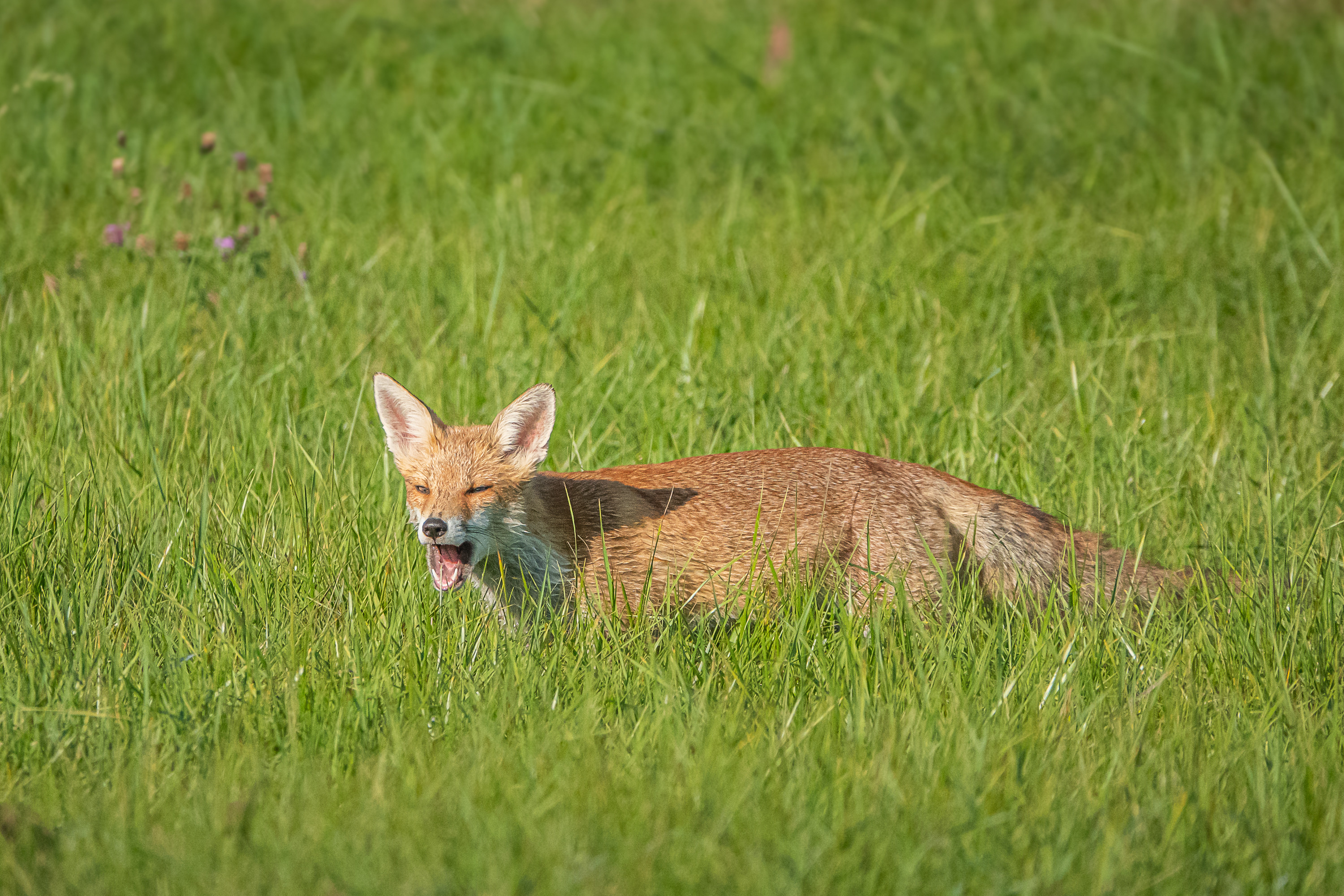 Fonds d'cran Animaux Renards 