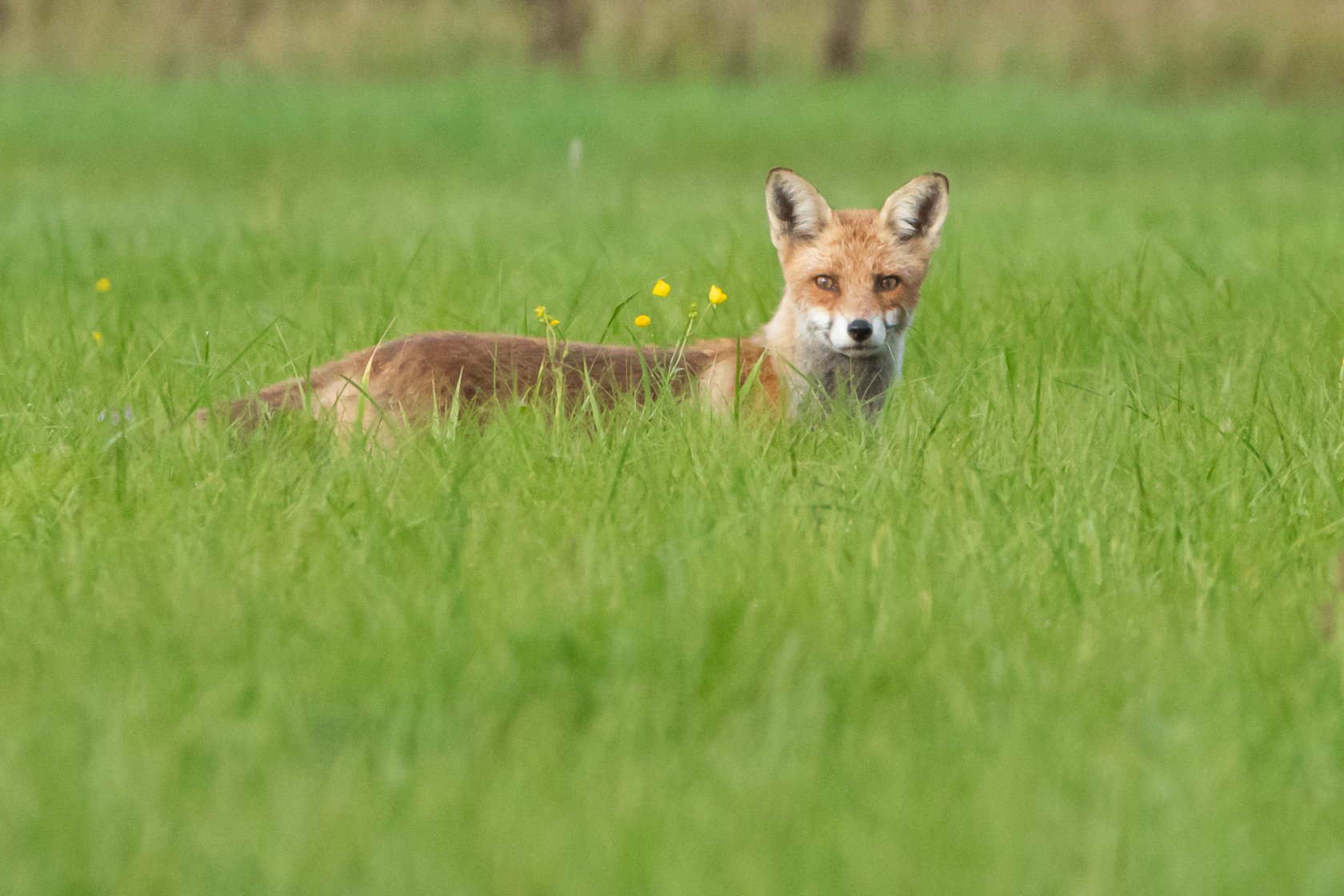 Wallpapers Animals Foxes 