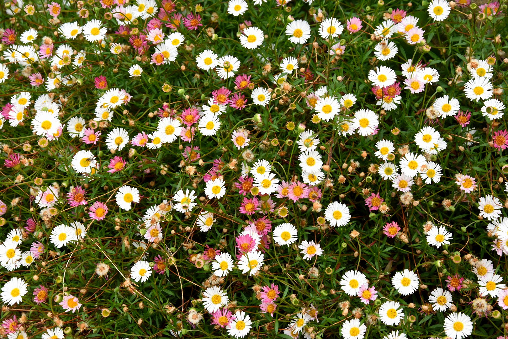 Fonds d'cran Nature Fleurs 