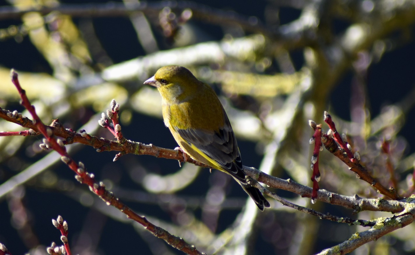 Wallpapers Animals Birds - Passerines 