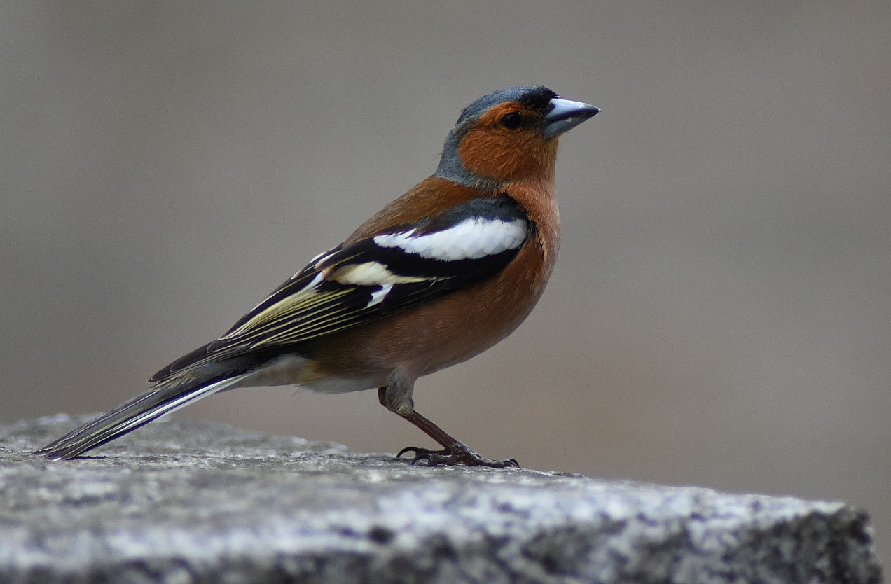 Fonds d'cran Animaux Oiseaux - Passereaux 