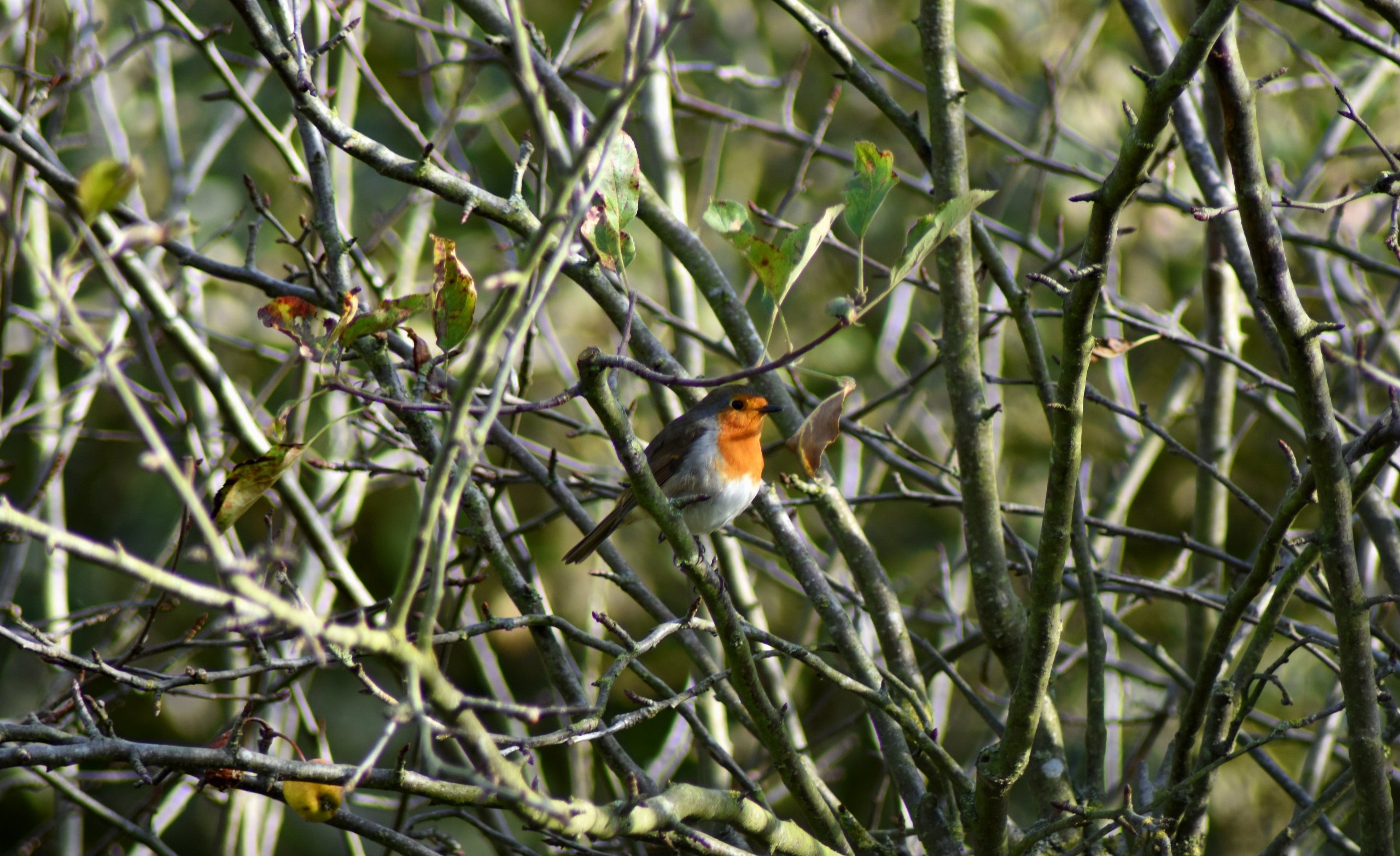 Wallpapers Animals Birds - Passerines 