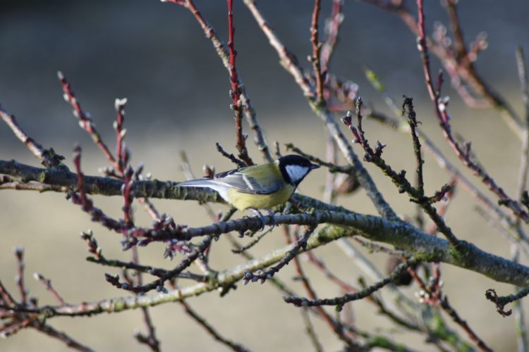 Fonds d'cran Animaux Oiseaux - Passereaux Wallpaper N475695