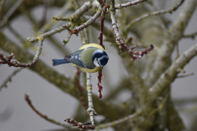 Wallpapers Animals Birds - Passerines Wallpaper N475703