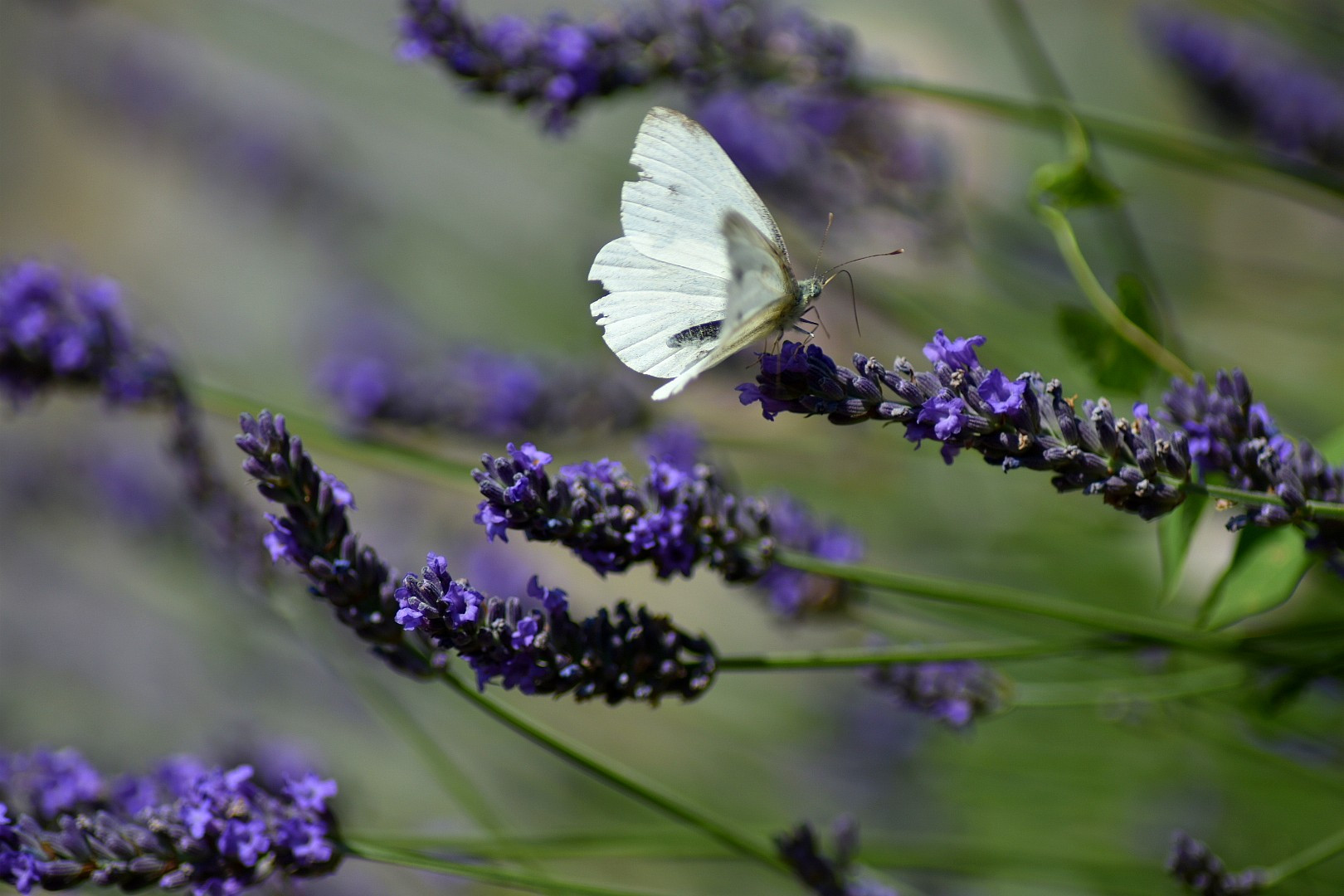 Fonds d'cran Animaux Insectes - Papillons 