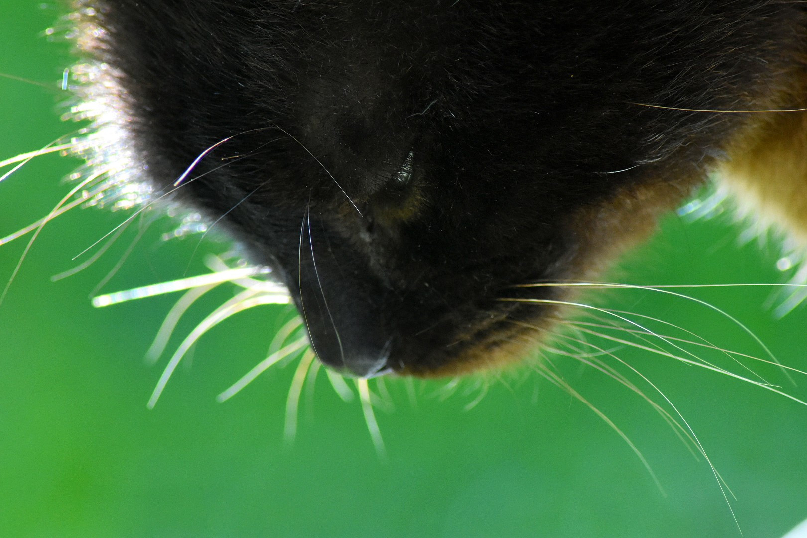 Fonds d'cran Animaux Chats - Chatons 