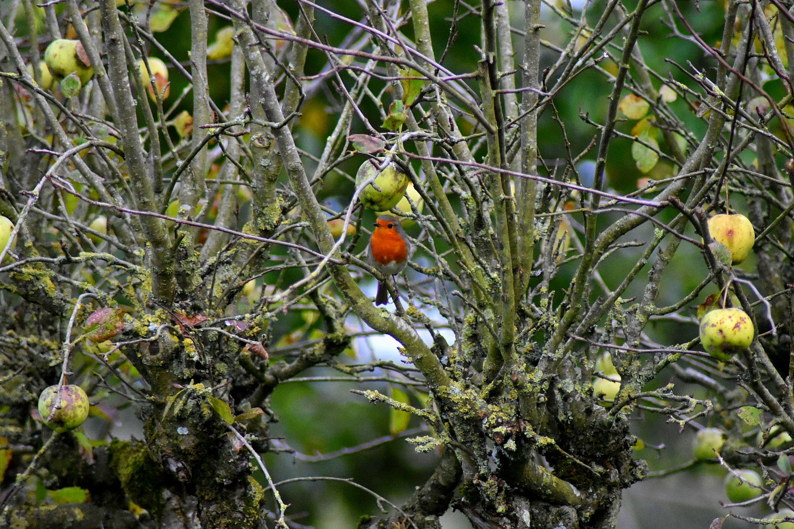 Wallpapers Animals Birds - Passerines 