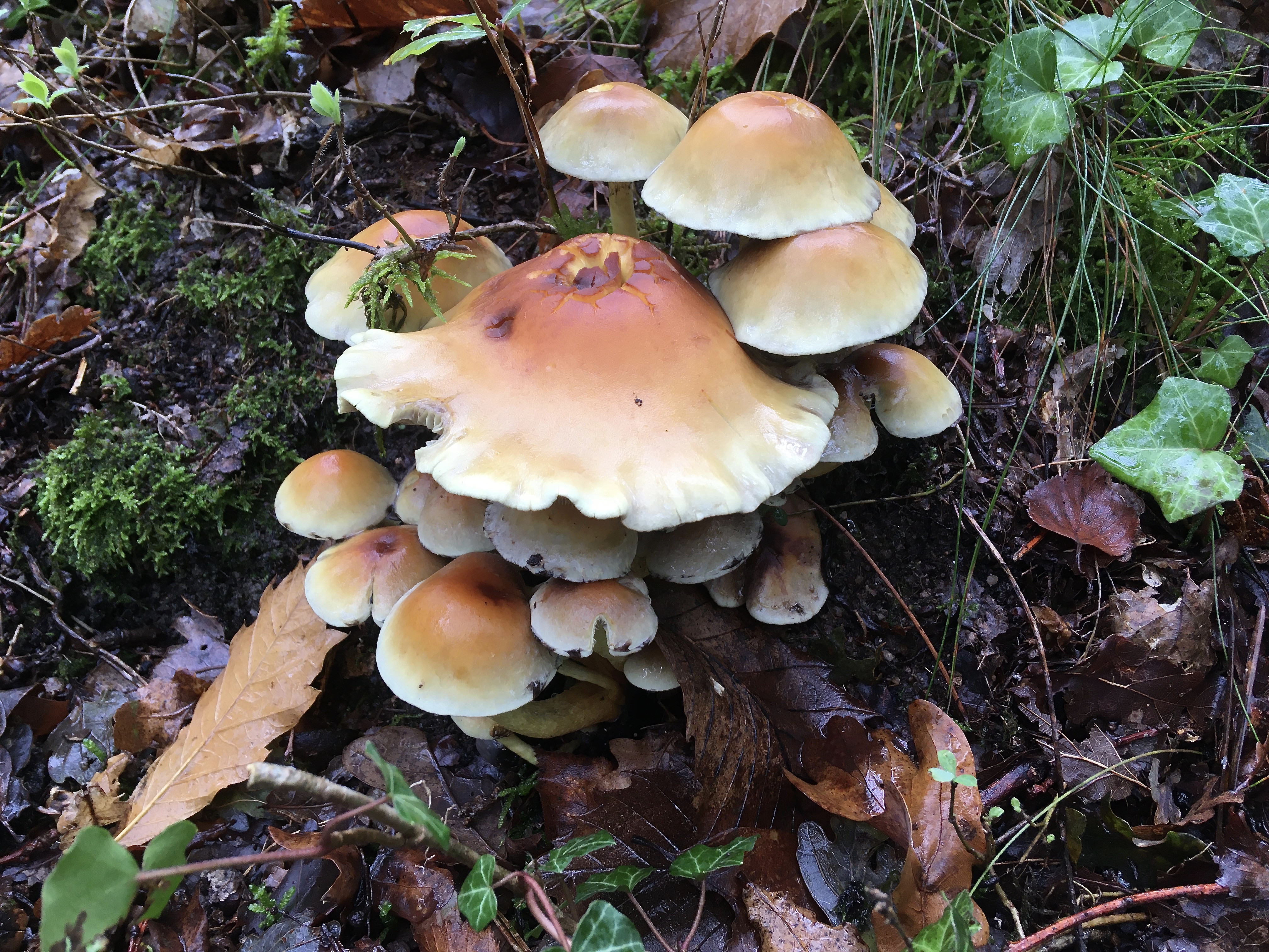 Fonds d'cran Nature Champignons 