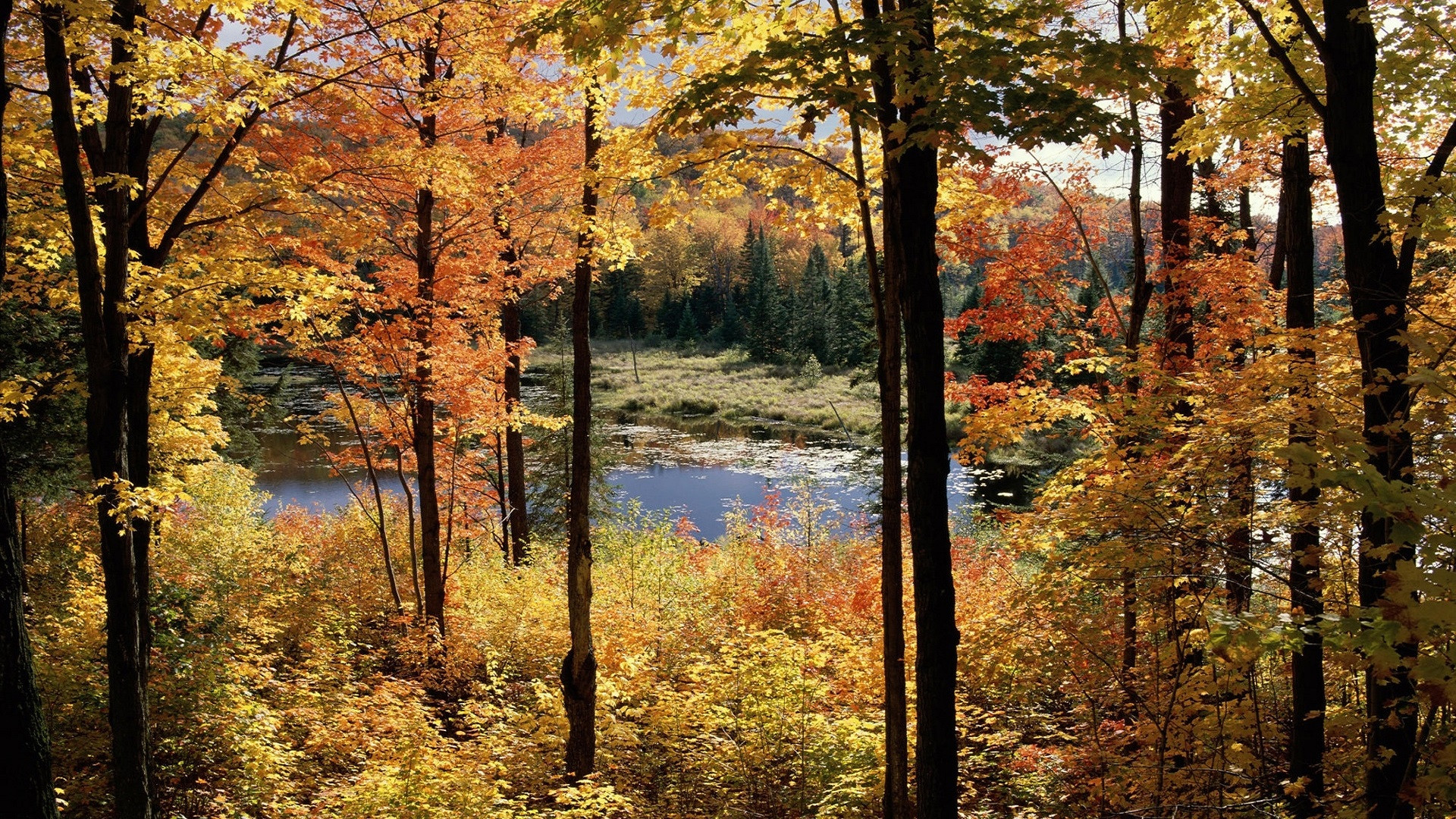 Fonds d'cran Nature Saisons - Automne Rivière en automne