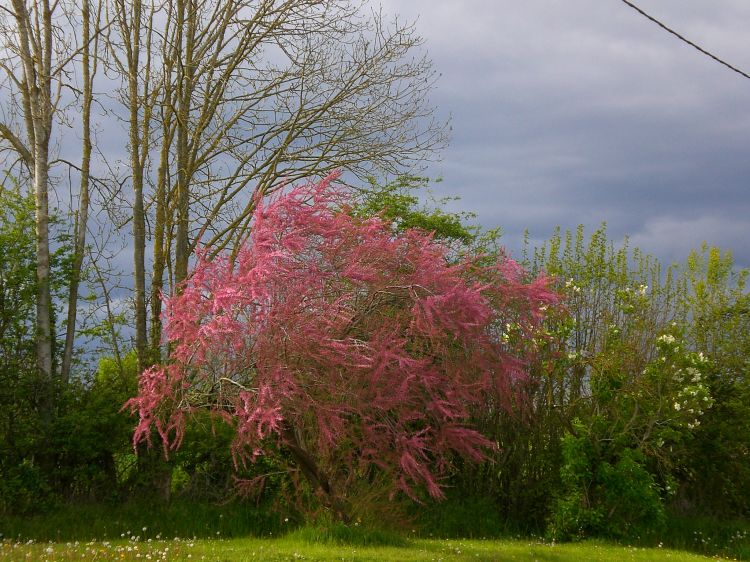 Fonds d'cran Nature Arbres - Forts Tamaris en fleurs