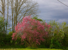  Nature Tamaris en fleurs