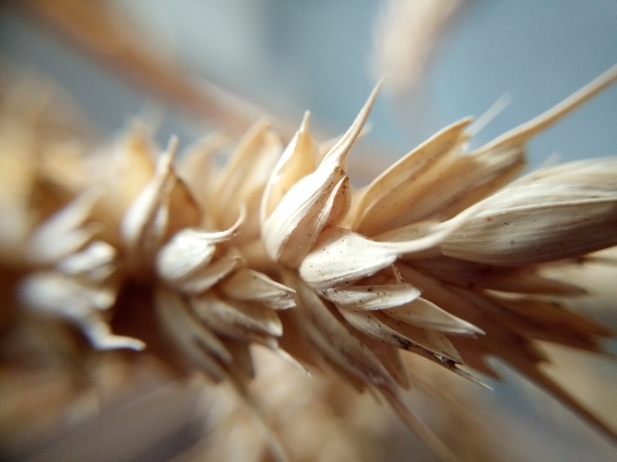 Fonds d'cran Nature Champs - Prairies Bl macro