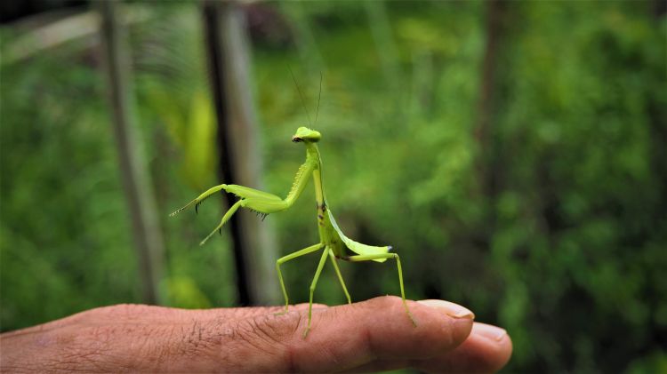 Wallpapers Animals Insects - Mantis Mante religieuse