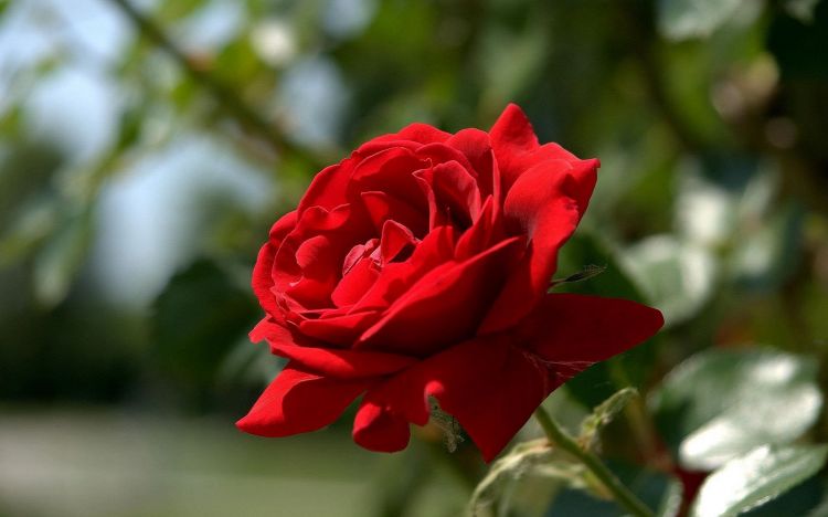 Fonds d'cran Nature Fleurs Belle rose rouge