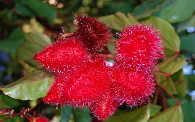 Fonds d'cran Nature Fleurs Fleur du Costa Rica