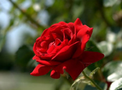  Nature Belle rose rouge