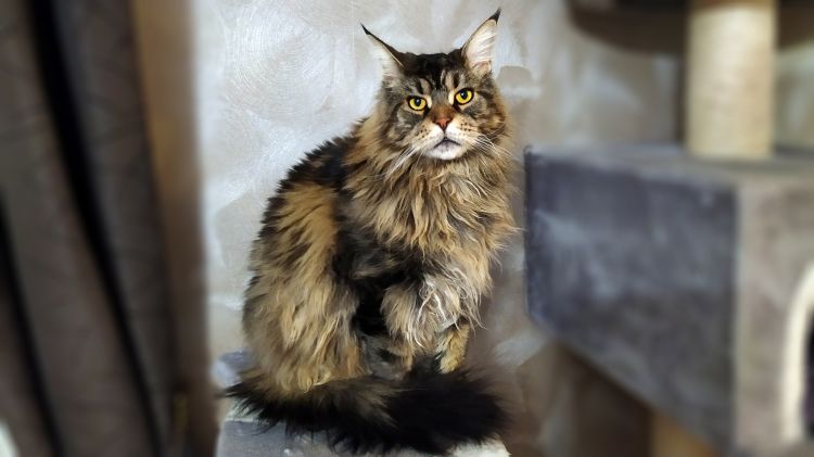 Fonds d'cran Animaux Chats - Chatons Maine-coon