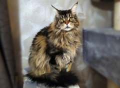  Animaux Maine-coon