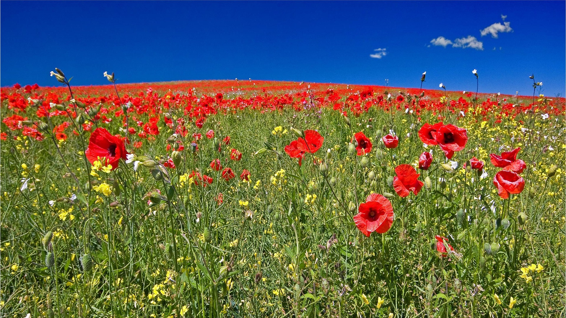 Fonds d'cran Nature Champs - Prairies Champs de coquelicots