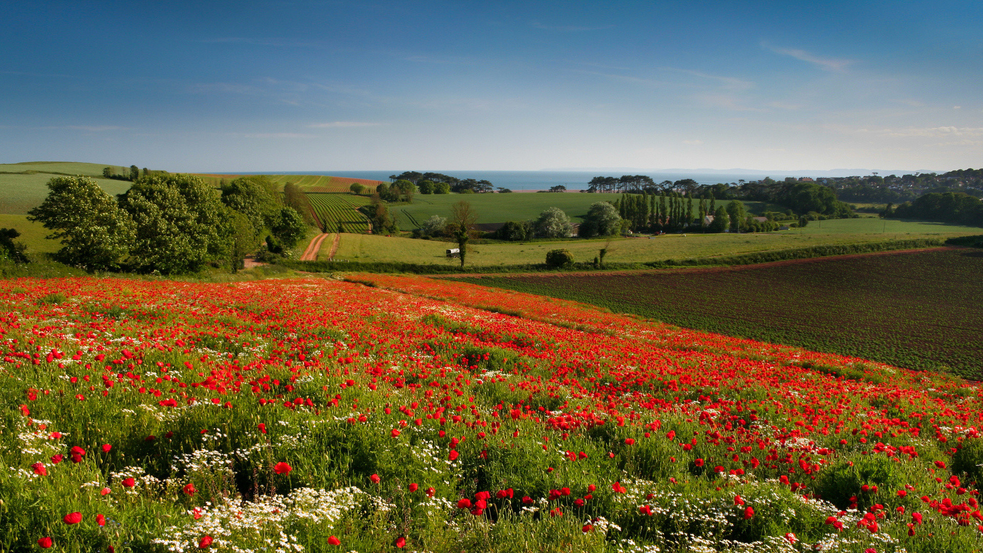 Wallpapers Nature Landscapes Paysage de coquelicots