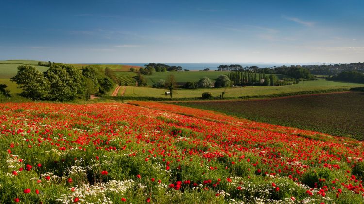 Fonds d'cran Nature Paysages Paysage de coquelicots