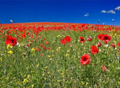  Nature Champs de coquelicots