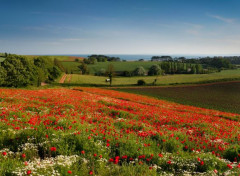  Nature Paysage de coquelicots