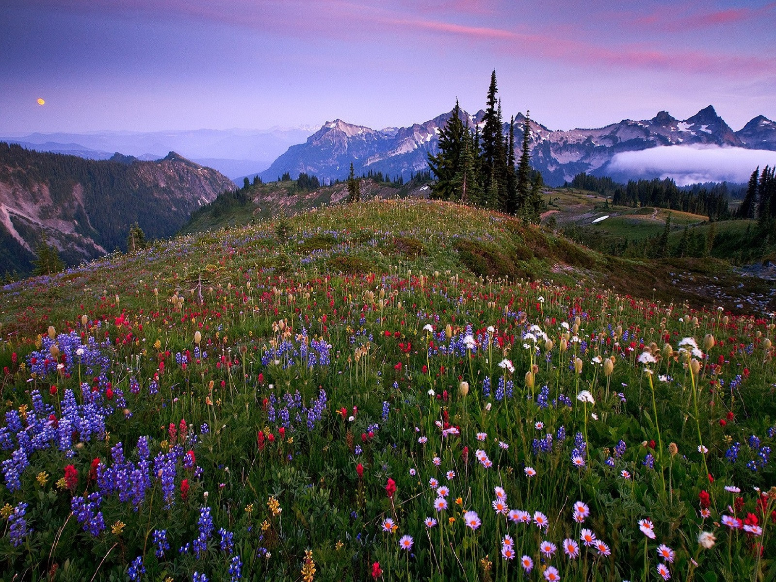 Wallpapers Nature Mountains Montagnes fleuries