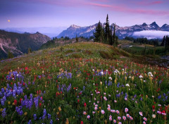  Nature Montagnes fleuries