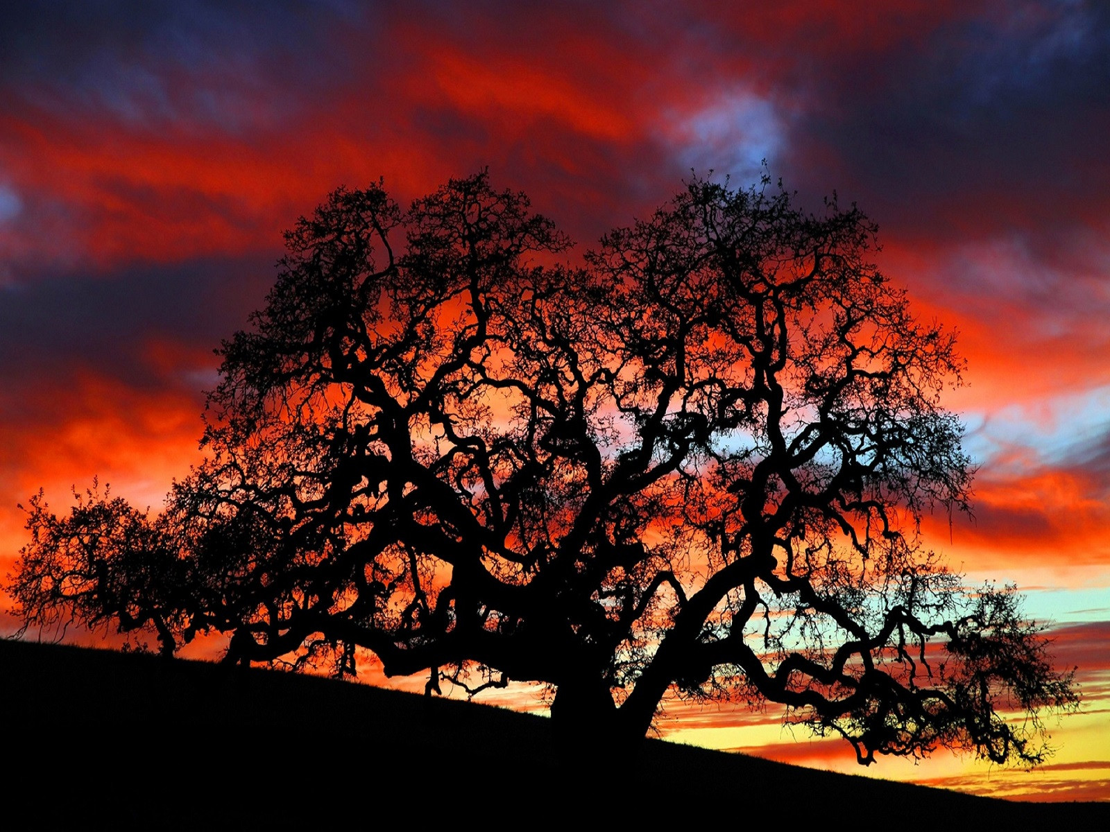 Fonds d'cran Nature Couchers et levers de Soleil Coucher de soleil arbre lumineux