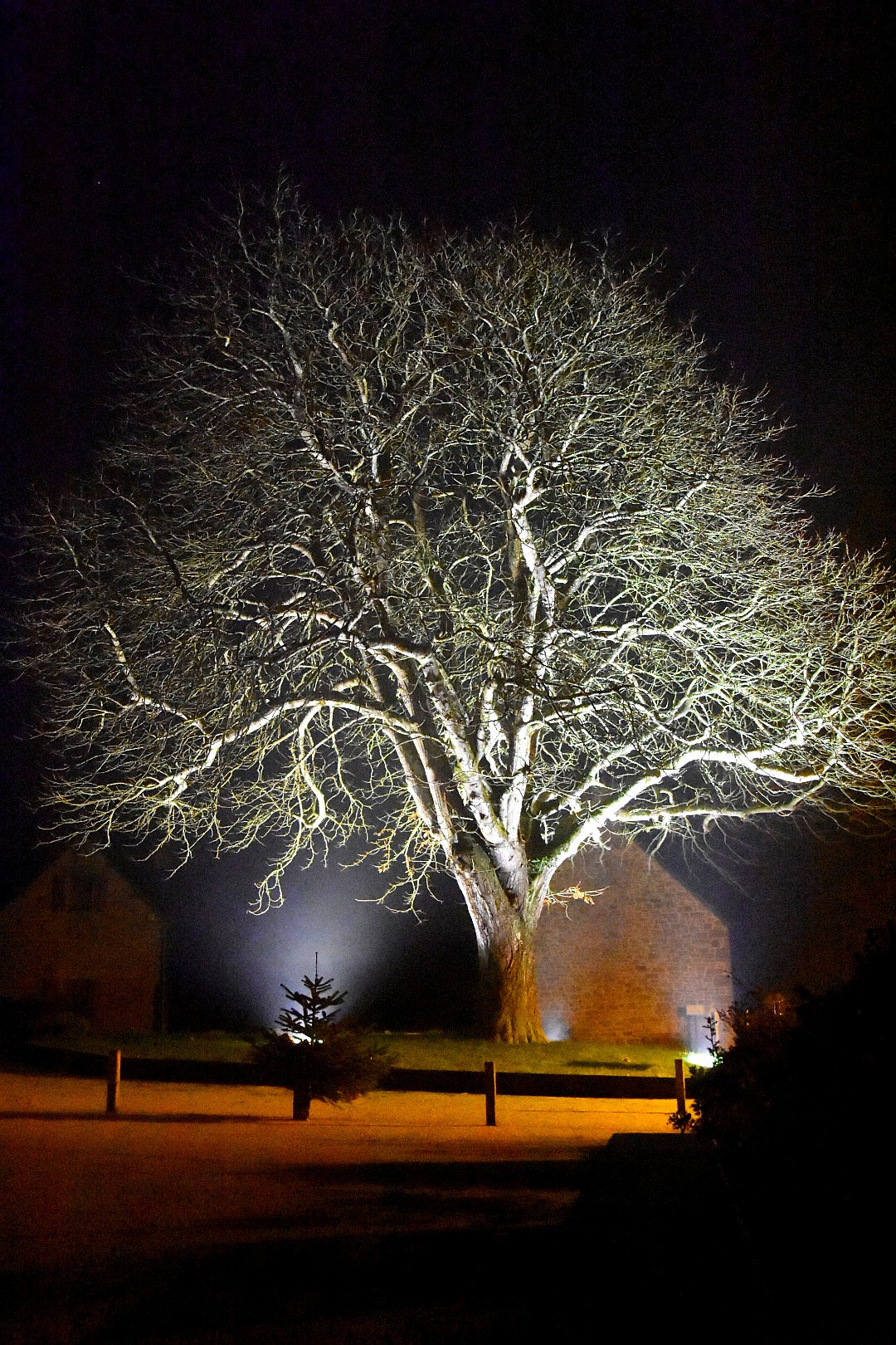 Fonds d'cran Nature Arbres - Forts 