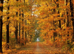  Nature Forêt en automne