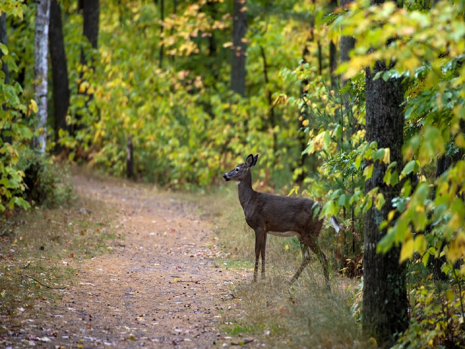 Wallpapers Animals Cervids En promenade....