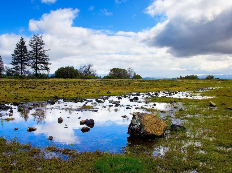 Fonds d'cran Nature Champs - Prairies Pré gorgé d'eau