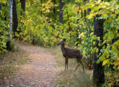  Animals En promenade....