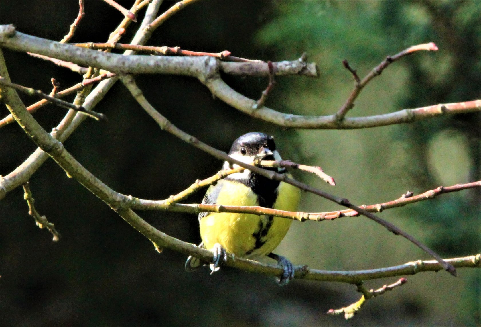 Wallpapers Animals Birds - Sparrows 