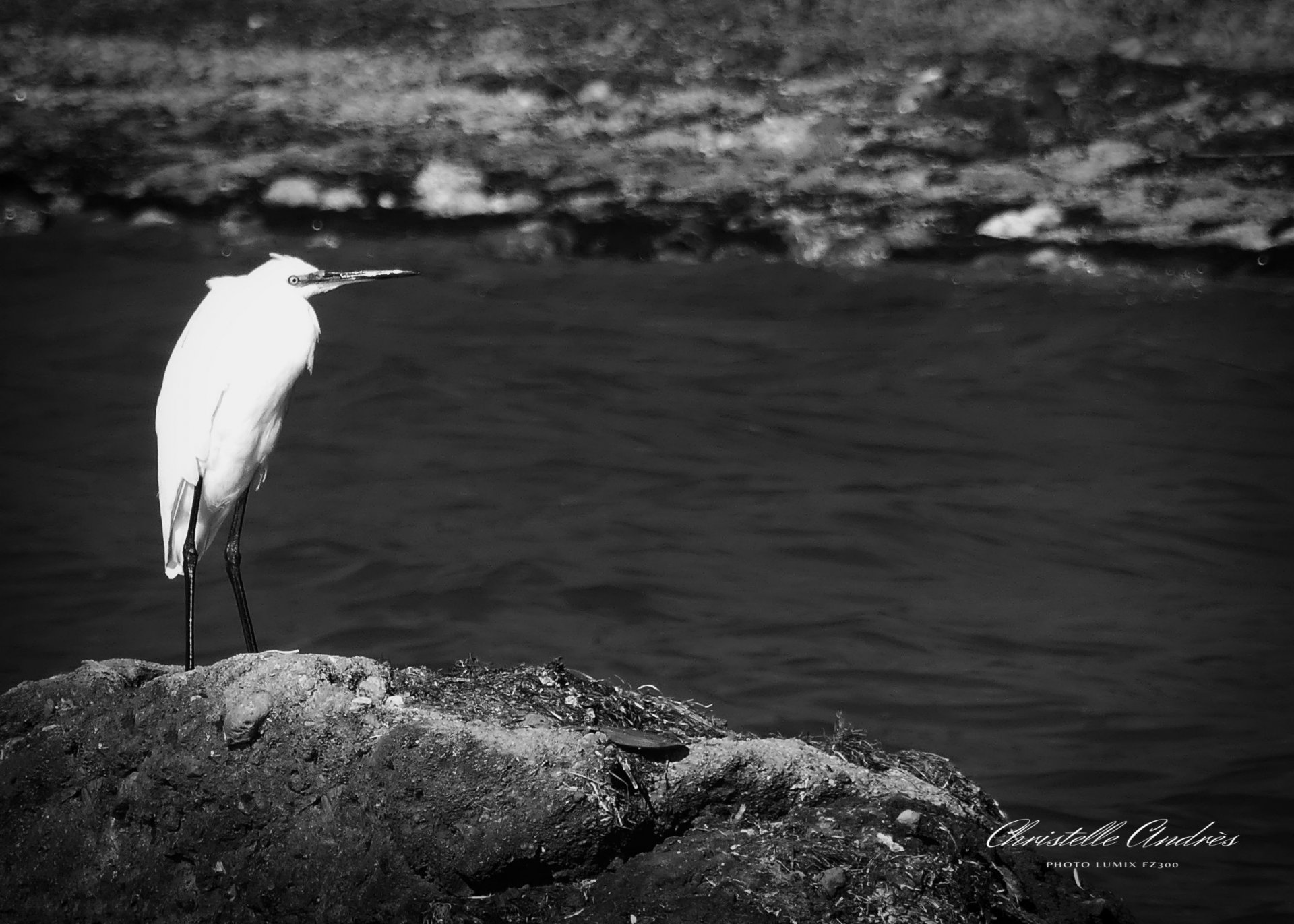 Wallpapers Animals Birds - Herons 