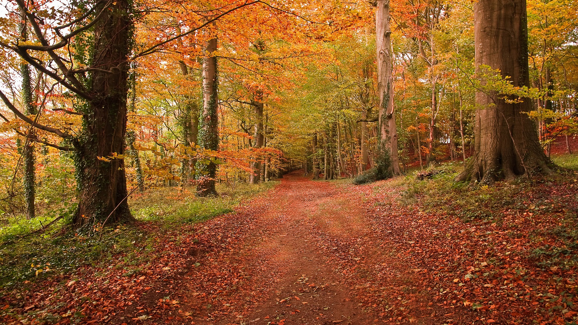 Fonds d'cran Nature Arbres - Forts Chemin coloré