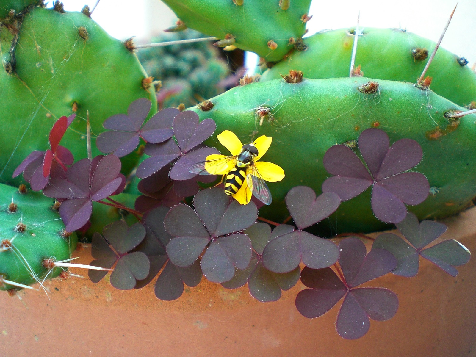 Fonds d'cran Animaux Insectes - Divers Guêpe poliste sur cactus