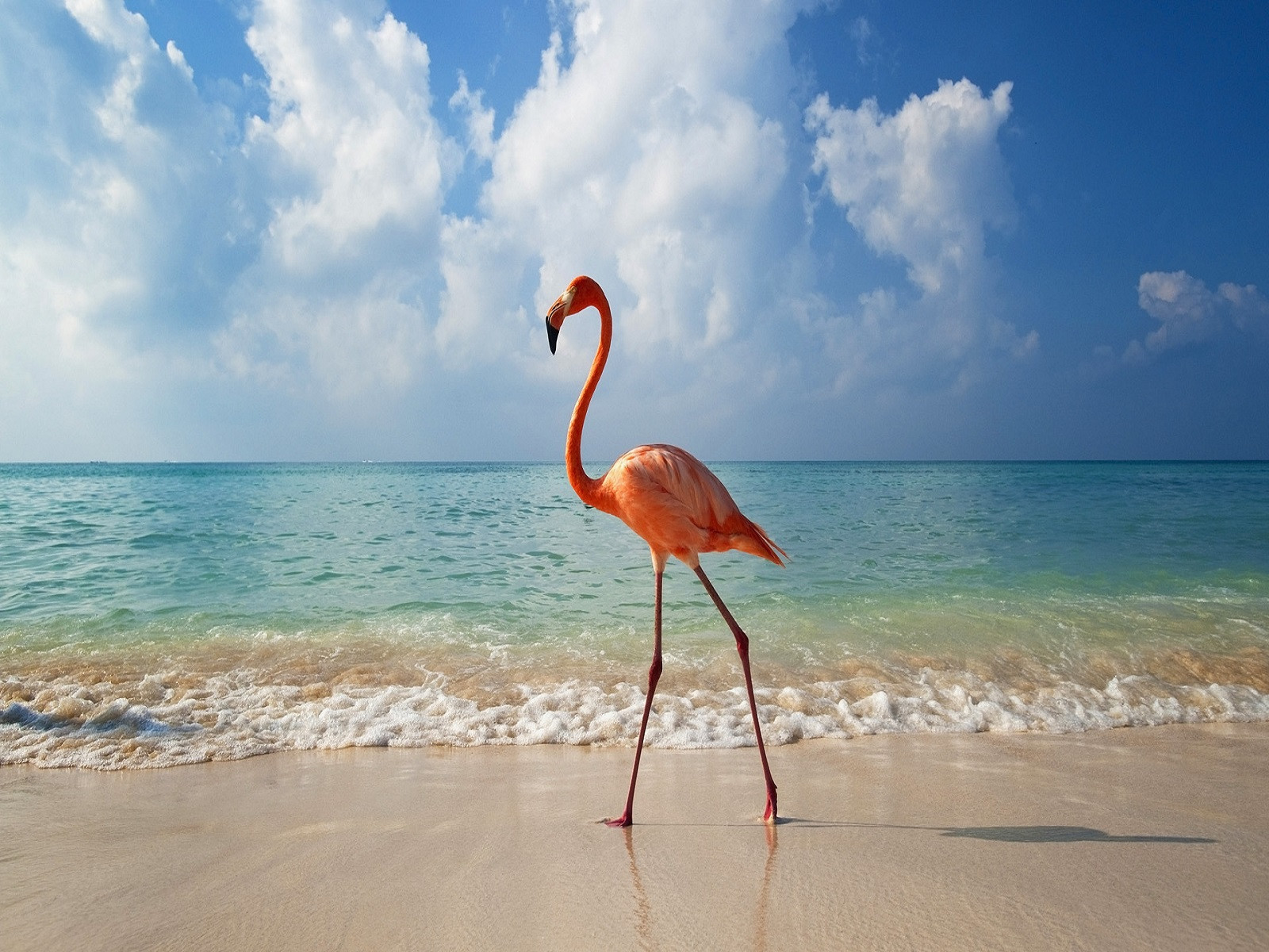 Wallpapers Animals Birds - Flamingos Une petite promenade s'impose