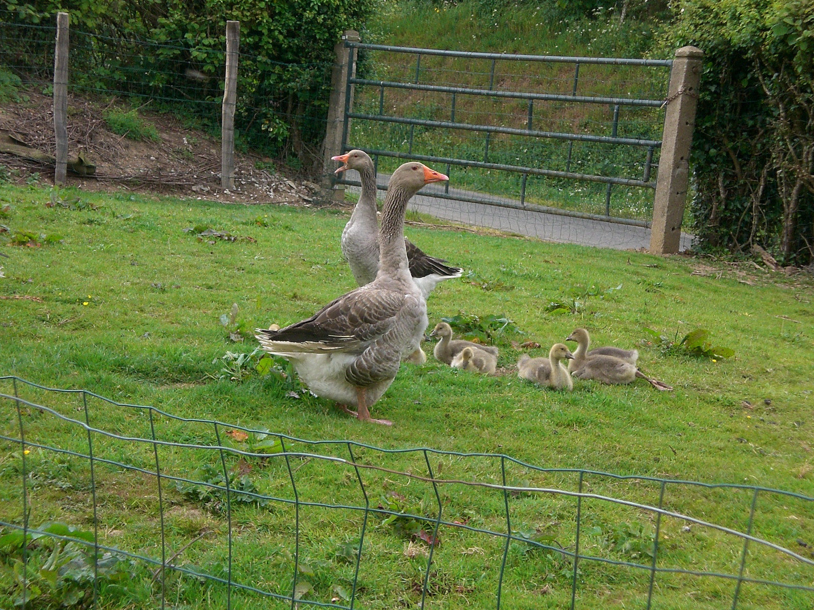 Fonds d'cran Animaux Oiseaux - Oies En famille !