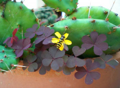  Animaux Guêpe poliste sur cactus