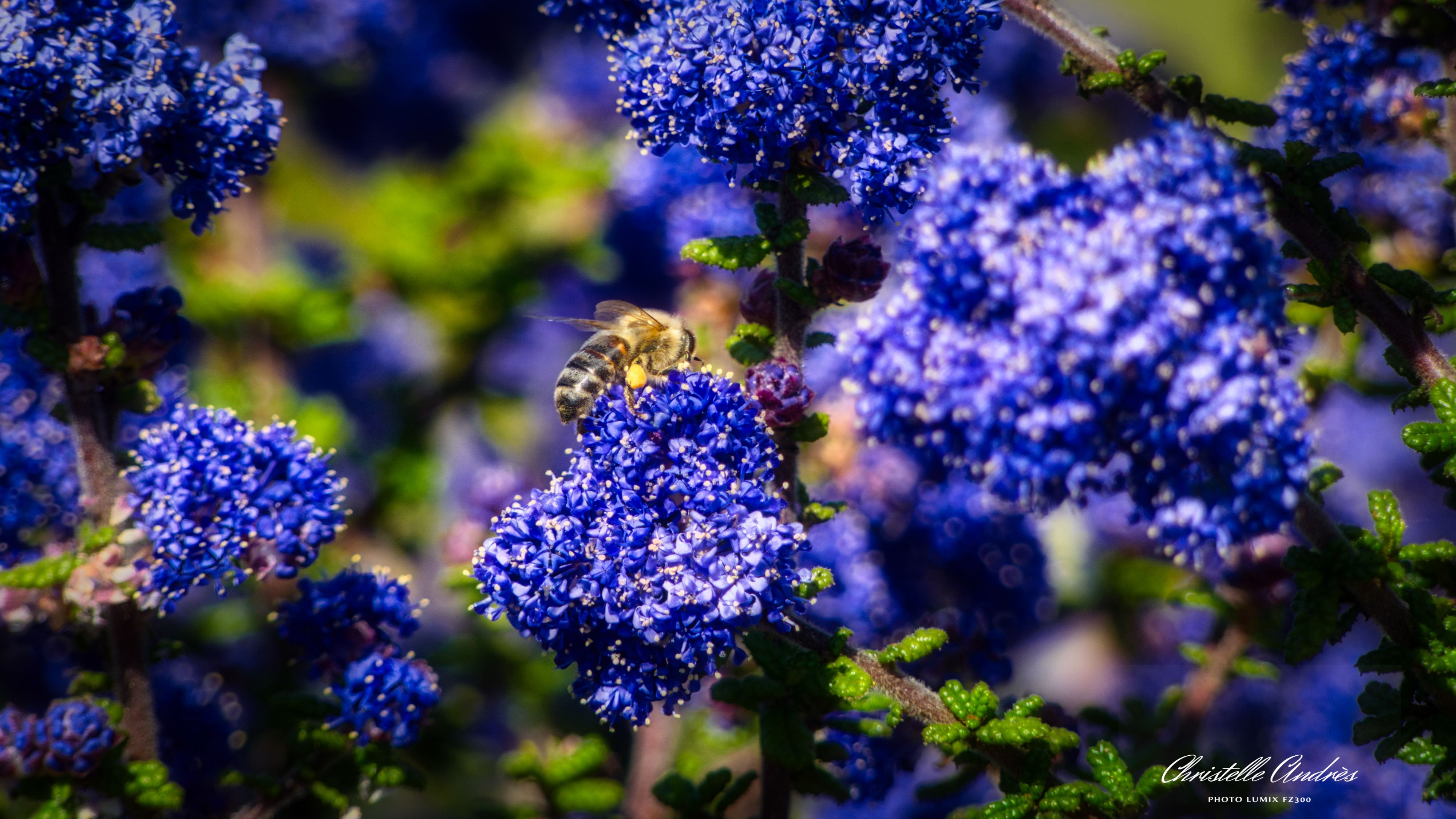 Fonds d'cran Animaux Insectes - Abeilles Gupes ... 