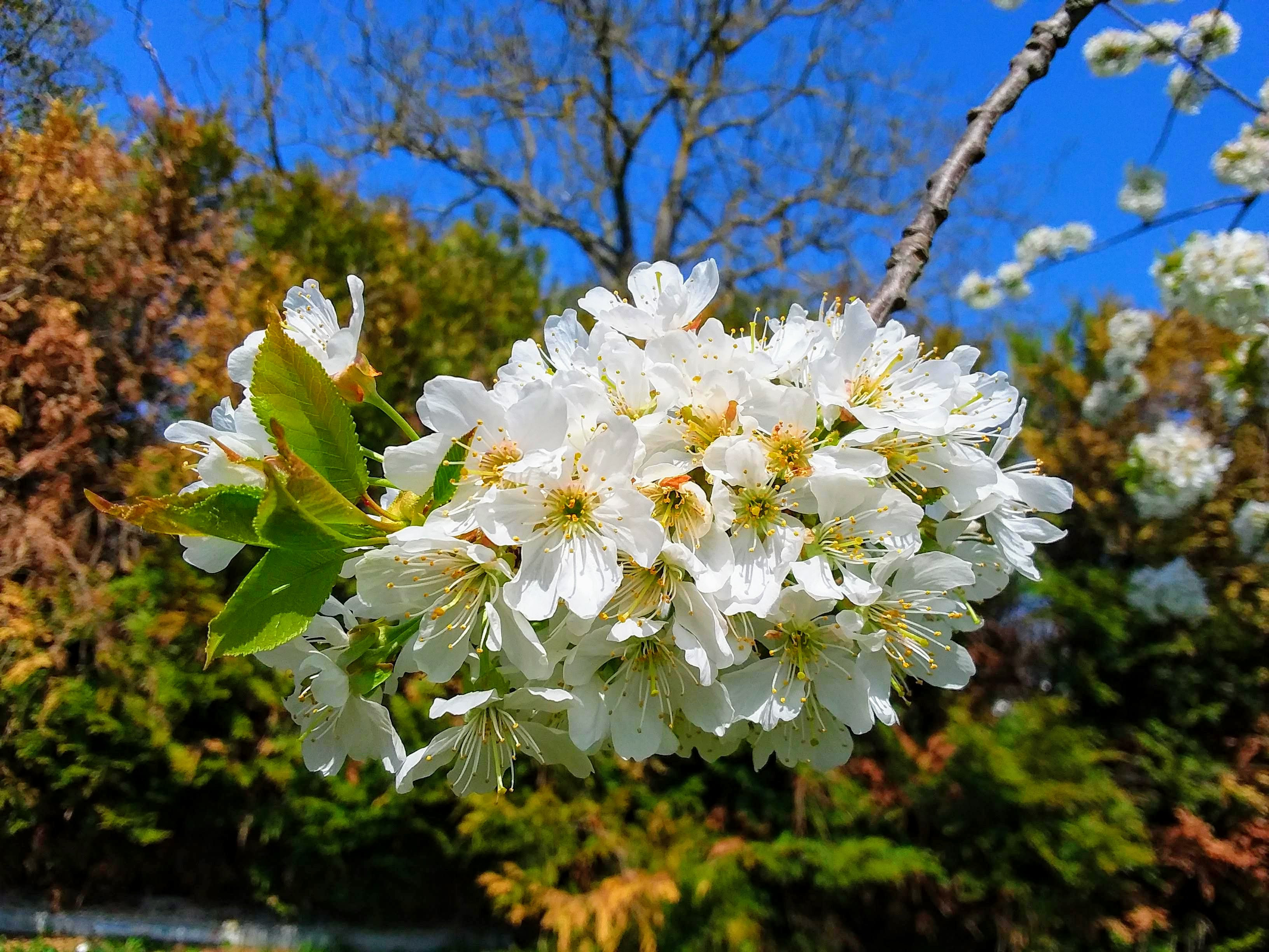 Fonds d'cran Nature Fleurs 