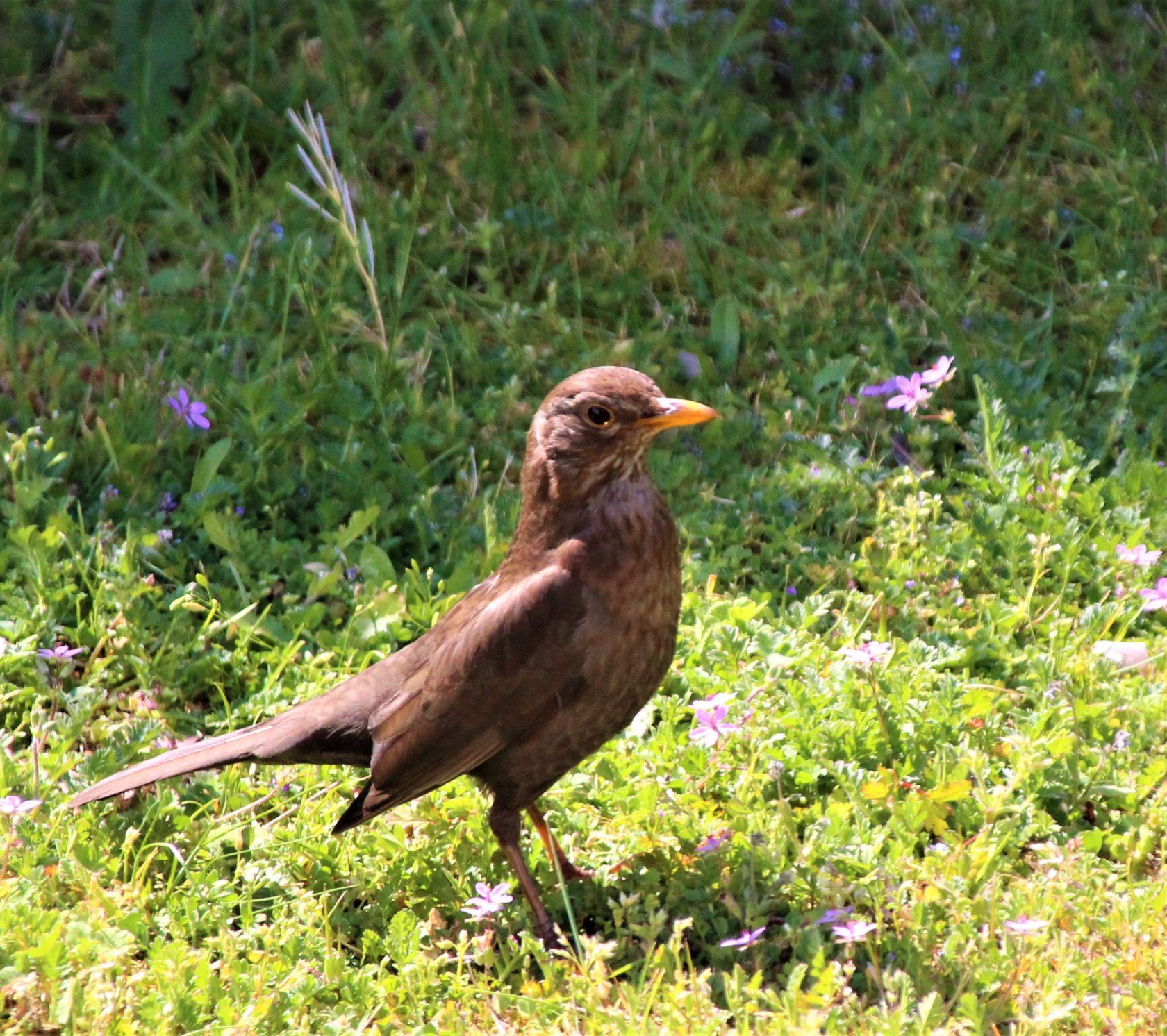 Wallpapers Animals Birds - Misc 