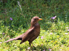  Animaux Image sans titre N477983