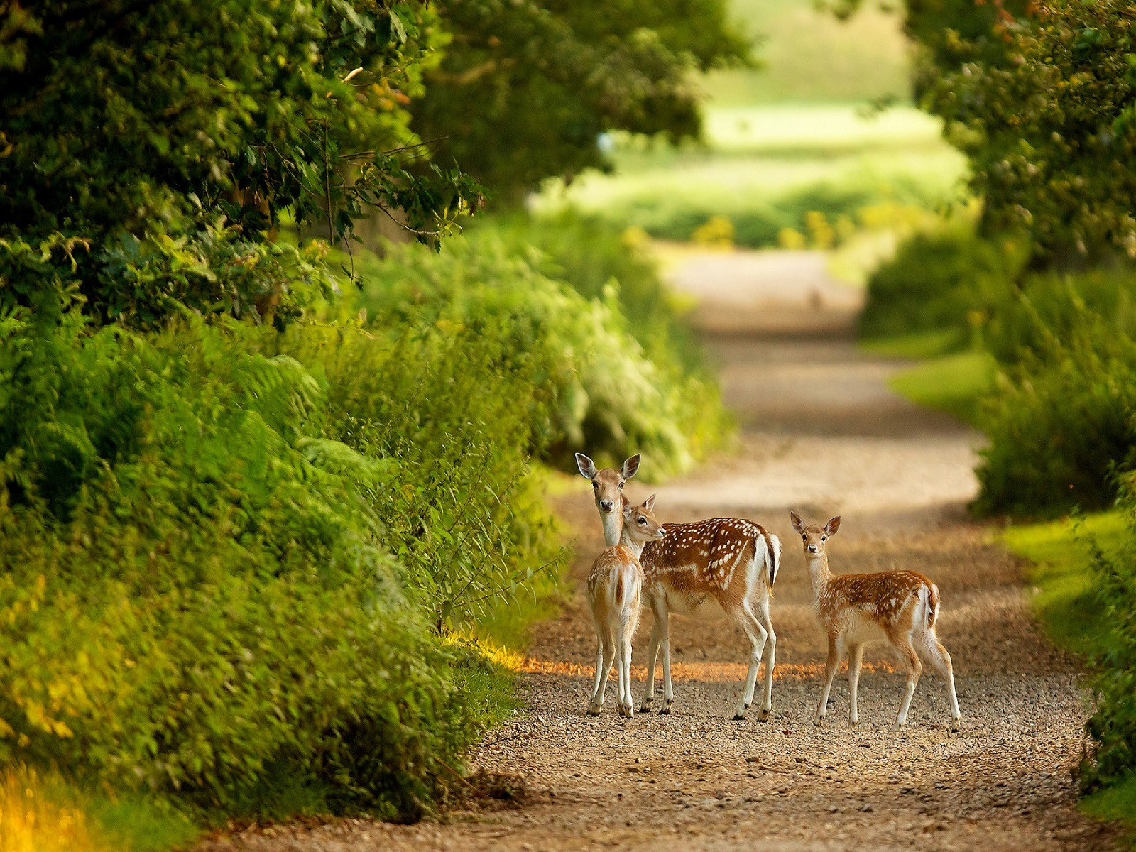 Wallpapers Nature Paths Belle rencontre