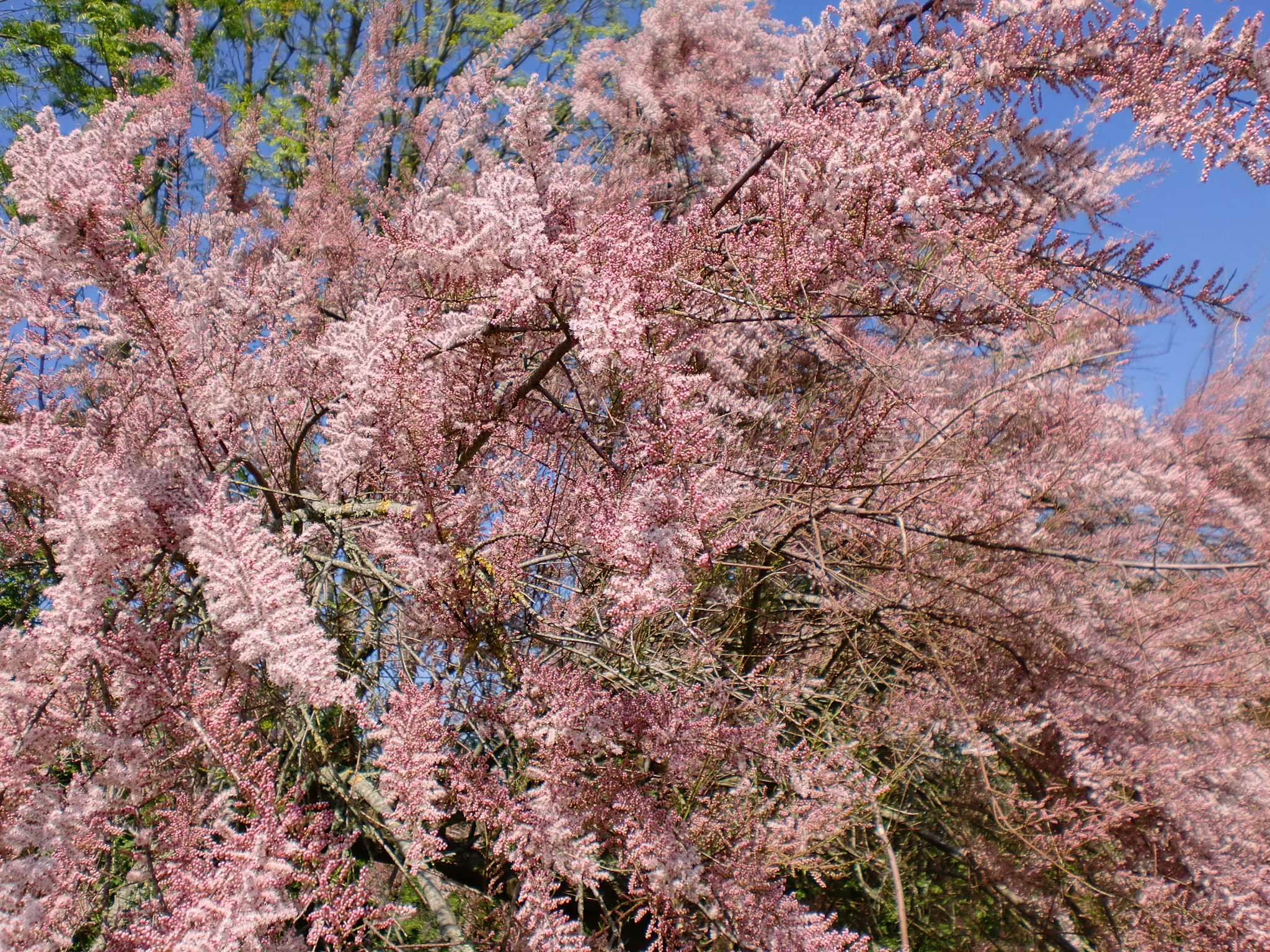 Fonds d'cran Nature Arbres - Forts Tamaris superbe