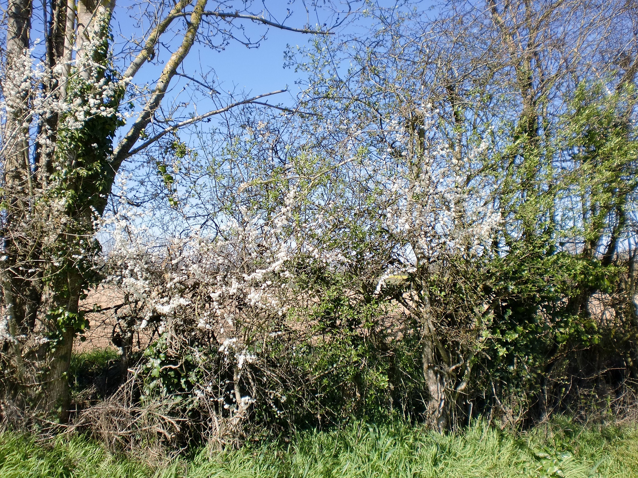 Fonds d'cran Nature Feuilles - Feuillages Haie fleurie