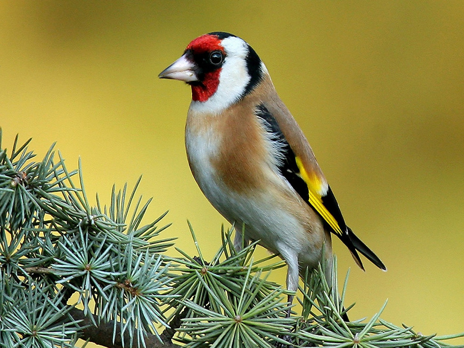 Wallpapers Animals Birds - Chardonnerets Superbe chardonneret